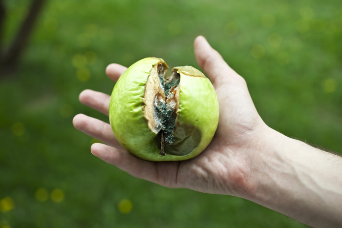 绿色调手中的烂苹果摄影图