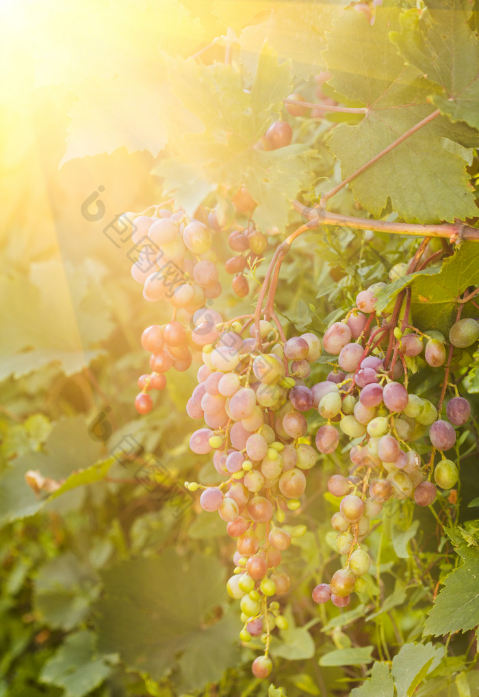 阳光下的葡萄架摄影图