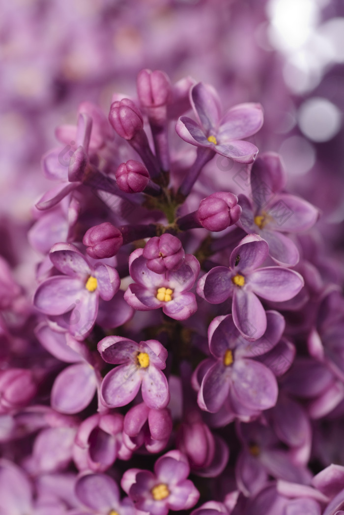 紫色小花花朵植物