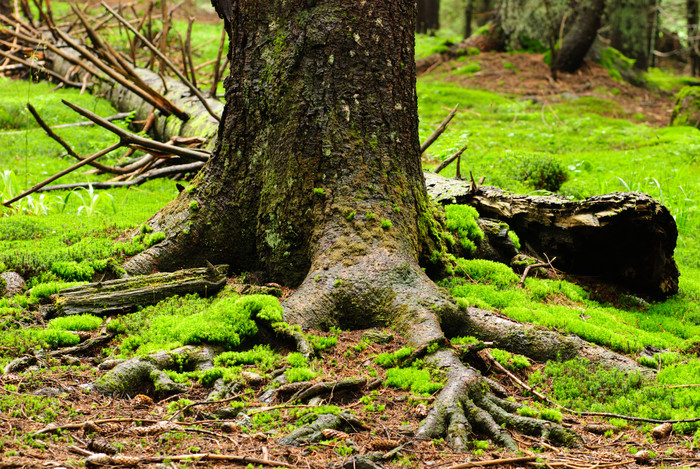 树林中大树的树根
