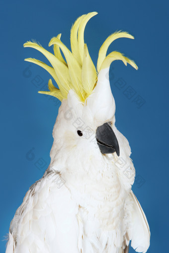 可爱白色鹦鹉摄影图