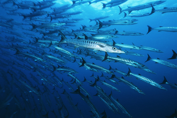 海洋海底鱼群摄影图