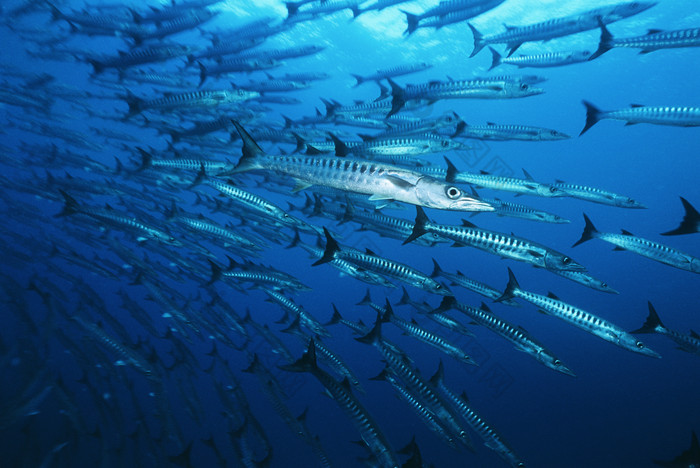 海洋海底鱼群