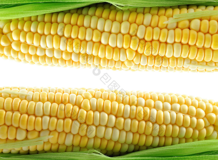 清新两个玉米摄影图