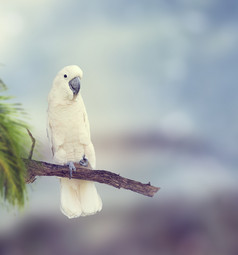 树枝上的白色鹦鹉