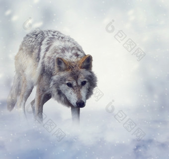 <strong>冬季</strong>雪地上的雪狼
