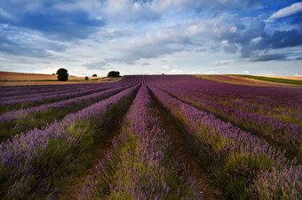 田地里的紫色薰衣草