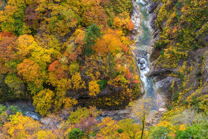 秋天峡谷中的树木河流