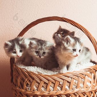 小篮子的猫咪摄影图