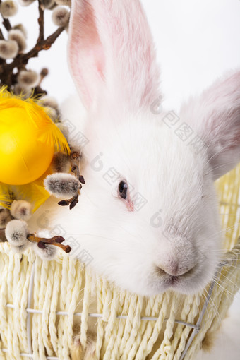 可爱的兔子摄影图