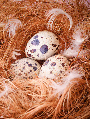 杂草里的鹌鹑蛋摄影图