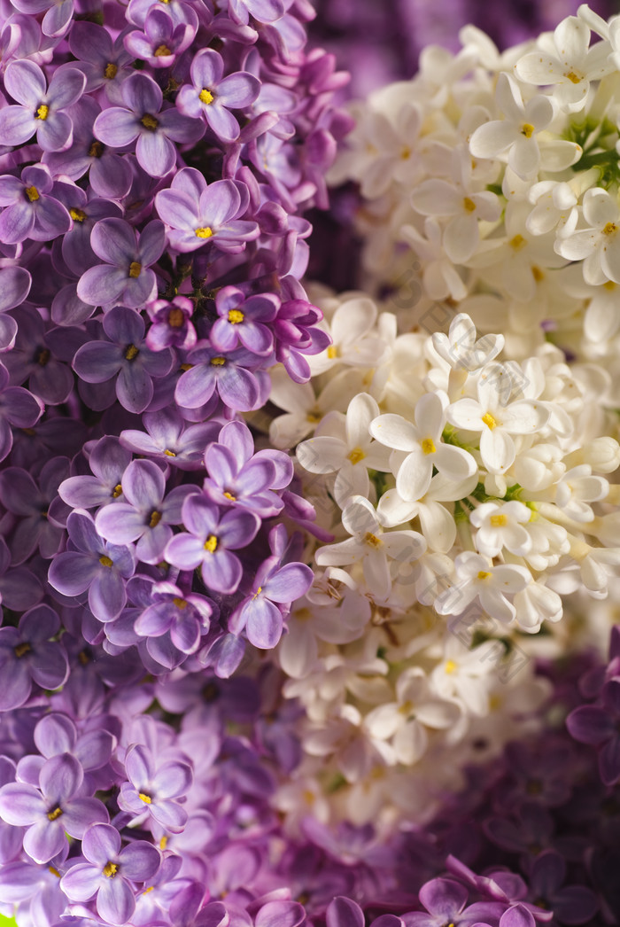 盛开的紫丁香花簇花朵摄影图