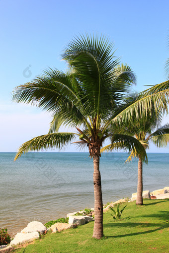 海滩沙滩椰树摄影图