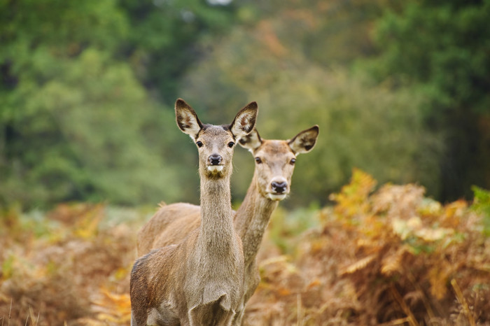 简约风草地中的两头鹿摄影图