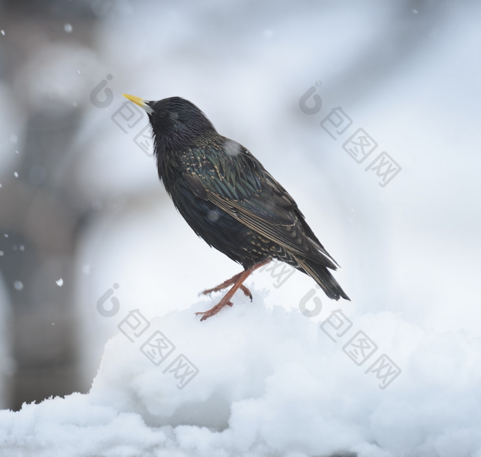简约雪中的一只鸟摄影图