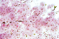 粉色调漂亮的枝头花摄影图