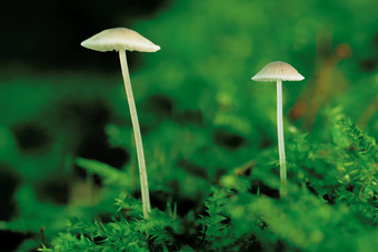 野外中的小蘑菇摄影图