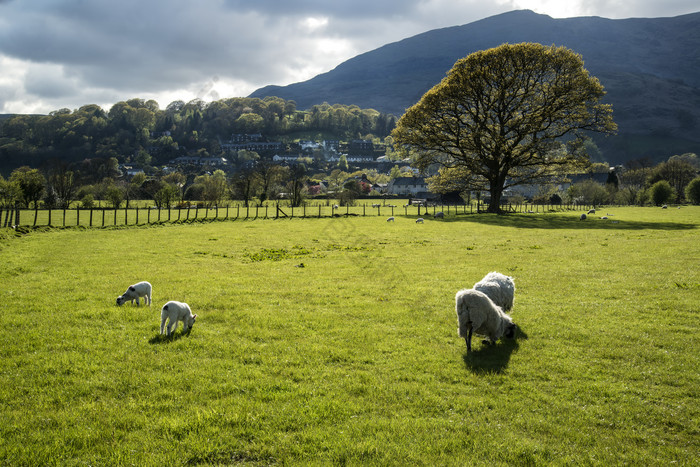 农场草地上放牧的羊群