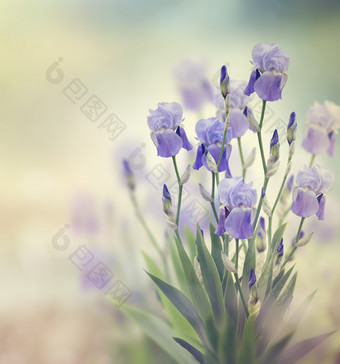 蓝色花朵枝条摄影图