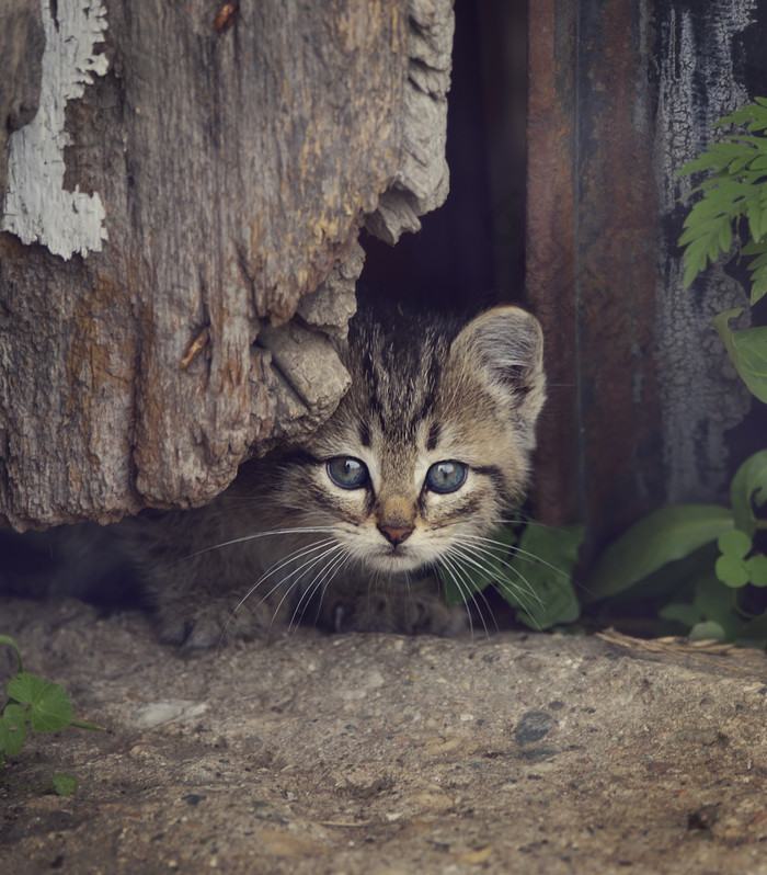 躲藏的小猫咪摄影图