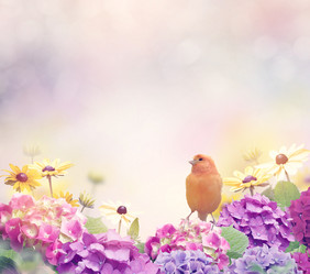 鲜花上站着的小鸟