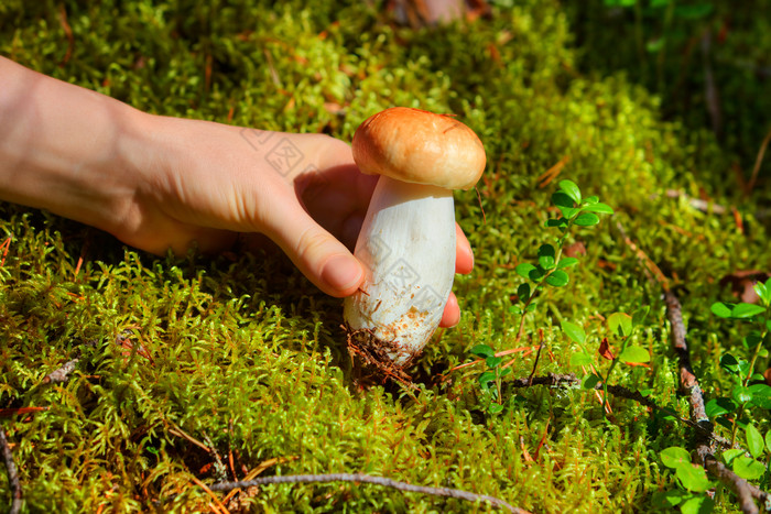 野生小蘑菇摄影图