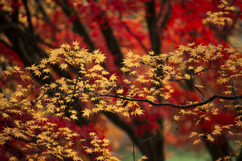 唯美秋季红叶枫树