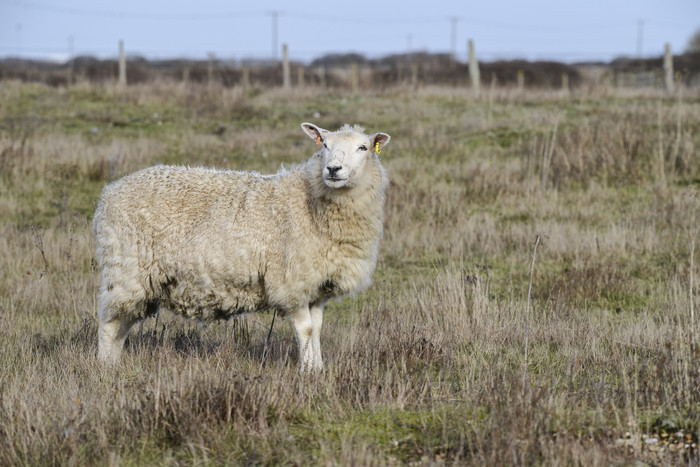 荒草上站立的绵羊