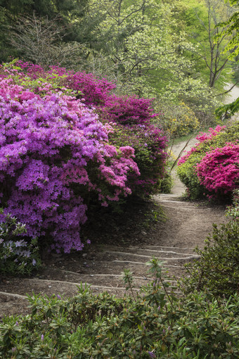 大自然花朵<strong>树木</strong>植物