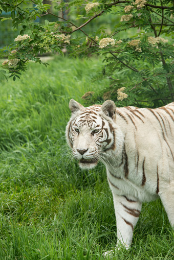 野生动物白色老虎