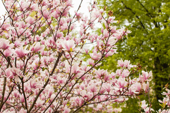 粉色的花朵和树枝素材