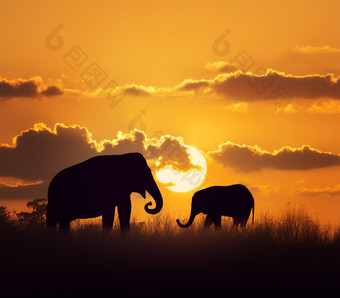 夕阳中的两头大象