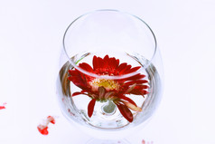 杯子里红色的花朵