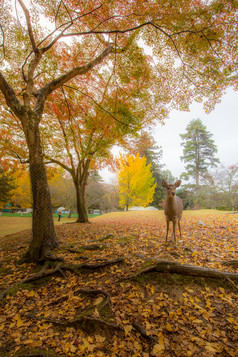 秋季树下的小鹿摄影图