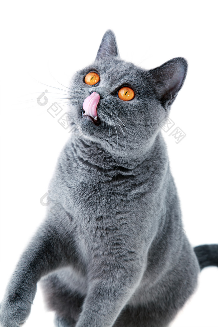 灰色猫咪伸舌头舔鼻子