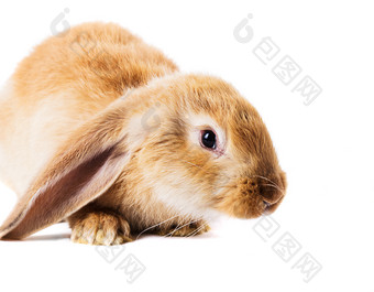 饲养的黄色兔子摄影图