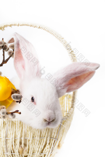 篮子里的小兔子摄影图