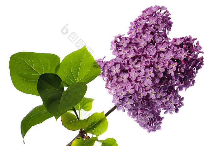 紫色花簇花枝摄影图
