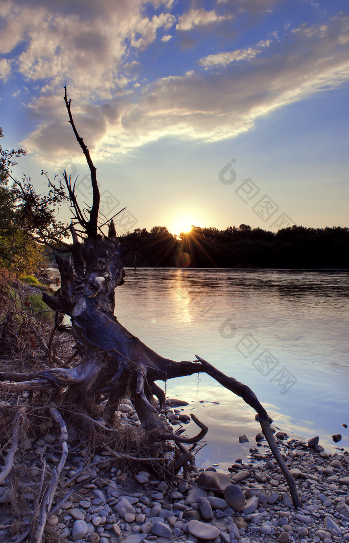 池塘旁的枯树摄影图