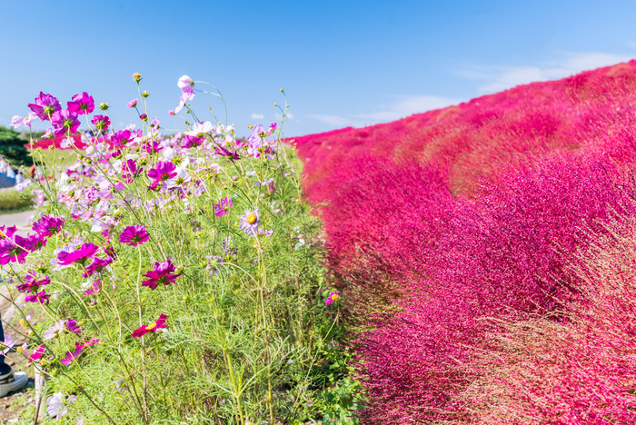 花海粉色花朵花卉