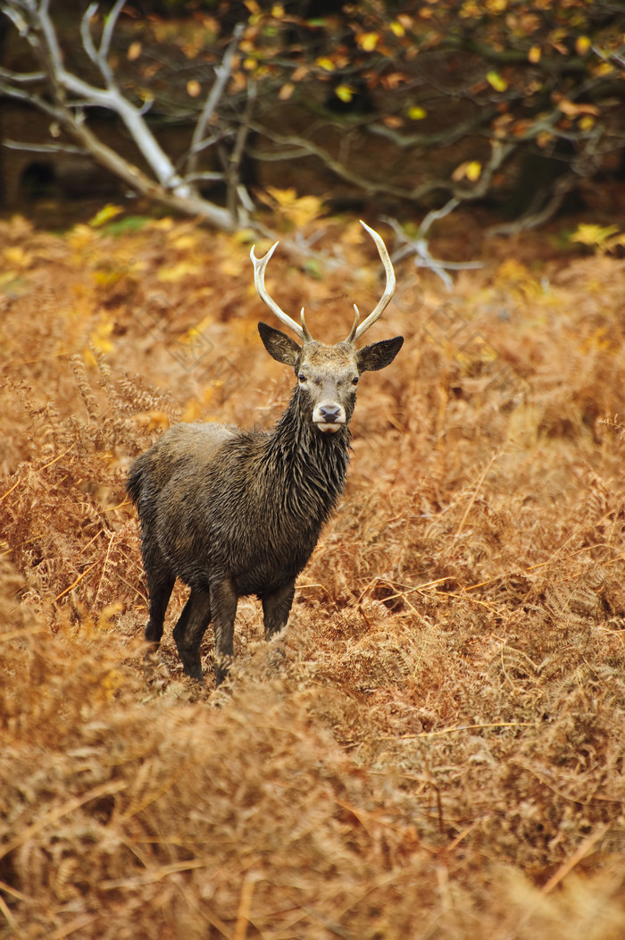 简约风格草地中的一头鹿摄影图