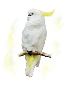 简约风一只白鹦鹉摄影图