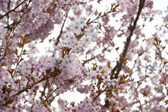 深色调树上的花朵摄影图