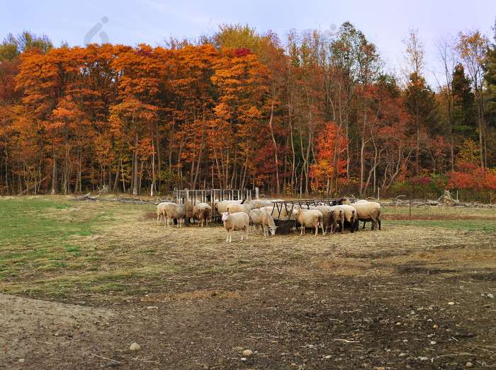 暗色调草地上的羊群摄影图