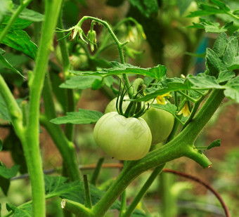 绿色未成熟的柿子摄影图