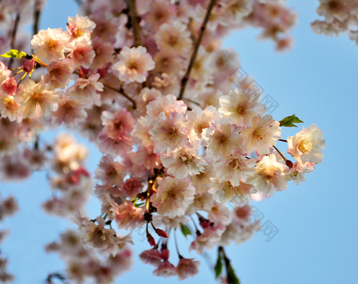 蓝色调漂亮花摄影图