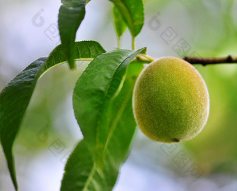绿色调枝头的杏摄影图
