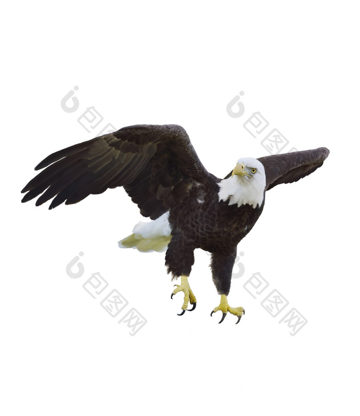 展翅的黑色老鹰摄影图
