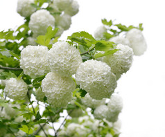 白色圆形球状花朵