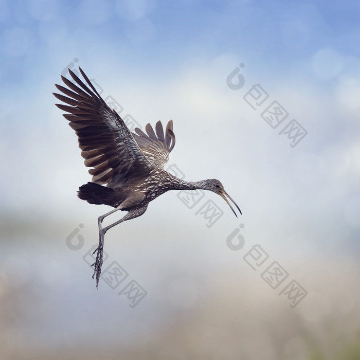 展翅飞翔的大鸟摄影图